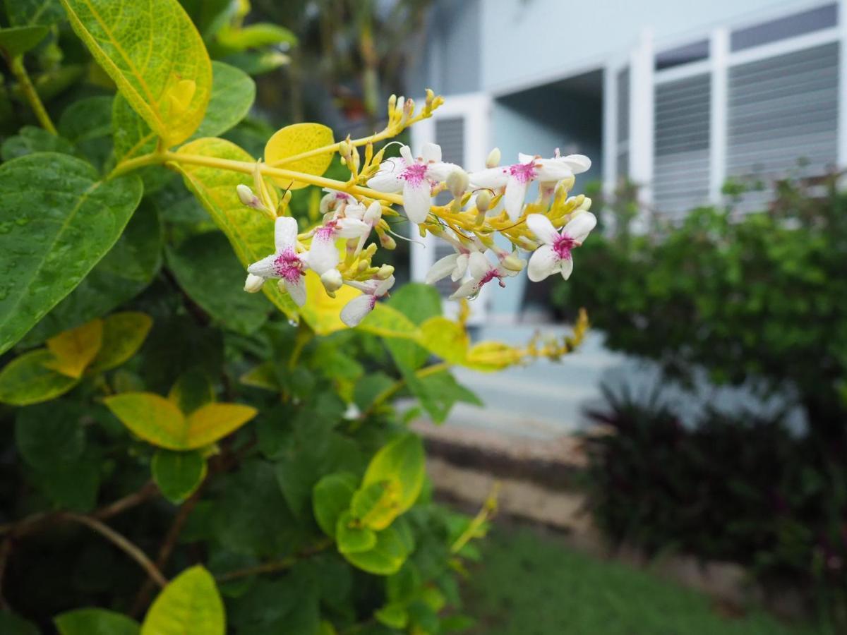 Kas Di Bami A-186 Op Seru Coral Resort - Ruim Appartement Met Groot Zwembad En Tropische Tuin Willemstad Luaran gambar